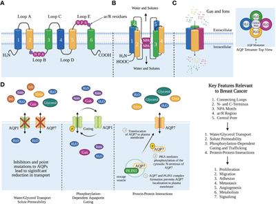 Aquaporins: New players in breast cancer progression and treatment response